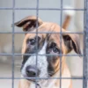 Unifying California’s Animal Laws: How a Centralized Watchdog Will Protect Companion Pets