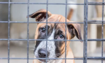 Unifying California’s Animal Laws: How a Centralized Watchdog Will Protect Companion Pets