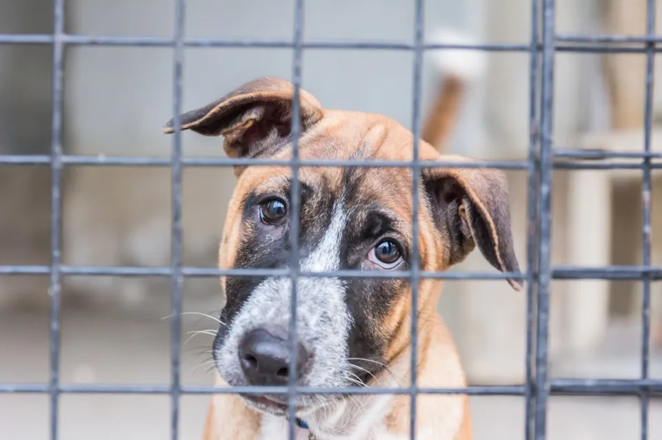 Unifying California’s Animal Laws: How a Centralized Watchdog Will Protect Companion Pets